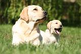 LABRADOR 1182